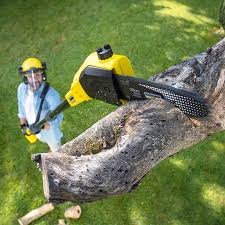 Best Tree Removal Services  in Coldstream, OH